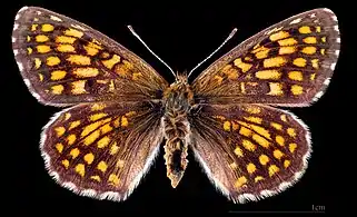 ♀