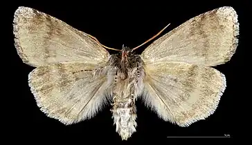 ♂   △