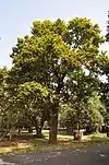 Sal trees are common in these forests