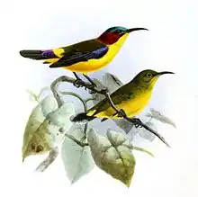 An illustration of two sunbirds; one on top has multicolored red, blue, and brown upperparts, blue wings, yellow rump, purple-based brown tail, and yellow underparts. The one on bottom has greenish-brown upperparts and yellow underparts.