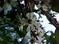 Female flower