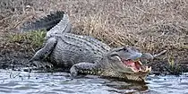 American alligator (Alligator mississippiensis) in situ, Chambers County, Texas