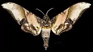 Male dorsal