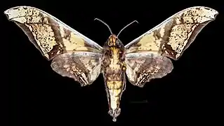 Male ventral