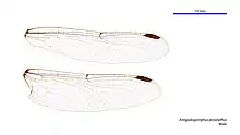 Male wings