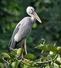 Stork