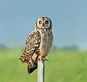 Short-eared owl
