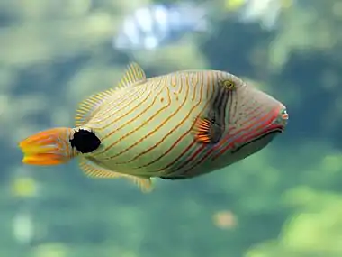 Image 5Orange-lined triggerfishMore selected pictures