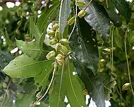 fruits in  Kolkata, West Bengal, India.
