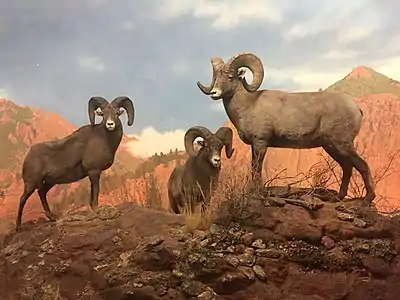 Bighorn sheep diorama