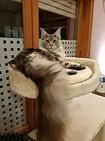 7-month-old black silver tabby male kitten