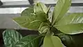Blooming stages of gardenia flower (1 of 6)