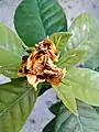 Blooming stages of gardenia flower (6 of 6)