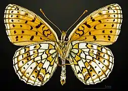 Ventral