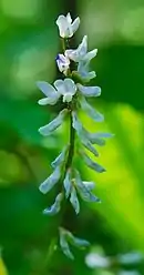 Vicia caroliniana, Carolina vetch