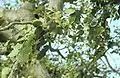 African hackberry (C. integrifolia)