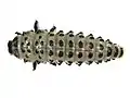larva