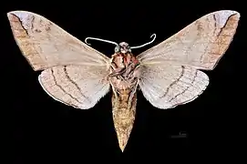 Underside of male
