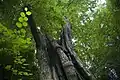 The Kabouterboom, the thickest tree of the Netherlands