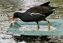 Eurasian moorhen, Gallinula chloropus