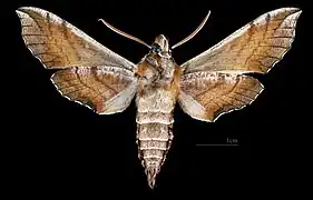 D. askoldensis ♂ △