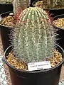 Plant grown in University of California Botanical Garden