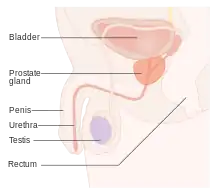 Prostate
