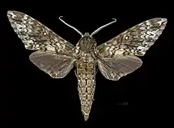 Male dorsal