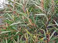 leaves of Eucalyptus cunninghamii, Blue Mountains National Park