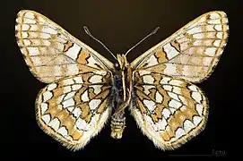 Male underside