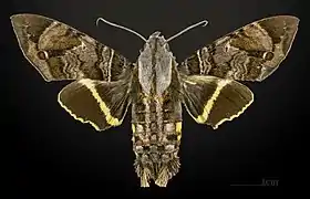 Female