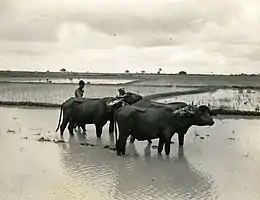 Two shirtless men standing partially concealed behind three buffaloes in a very large rice field. All are in ankle-deep water.