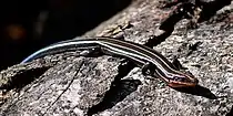 Five-lined skink (Plestiodon fasciatus) in situ, Liberty County, Texas