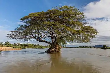 Flooded Albizia Saman (rain tree), Don Loppadi