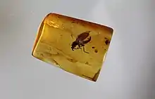 Image 9Fossil gnat in amber, a well-preserved insect fossil. (from Evolution of insects)