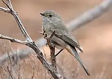 Gilbert's Whistler (Pachycephala inornata). Photo taken at Lake Gilles, South Australia, by Grahame Drady in May 2021