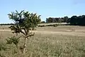 Gorse bush