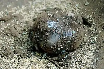 Front view