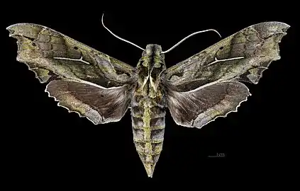 Female dorsal