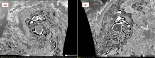 A comparison of Dvorak-enhanced infrared satellite signatures of Hurricanes Patricia and Linda (1997) at their peak intensity. A "cold dark gray" ring surrounding Patricia's eye represents cloud tops of −81 °C (−114 °F) or colder, more intense than the "cold medium gray" ring surrounding Linda's eye.