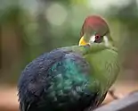 Hybrid white-cheeked turaco x red-crested turaco, Tauraco leucotis