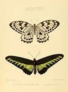 Male (bottom)