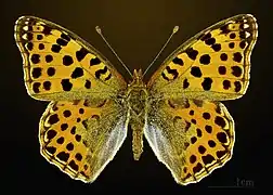 Male