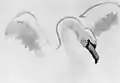 Swan Study - Peace, 1910