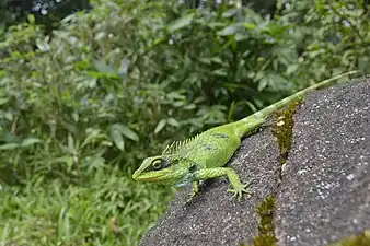 Lateral view