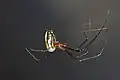 Female of L. argyra showing the projection of the epigyne (click to enlarge)