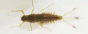 Image 3Mayfly nymph with paired abdominal gills (from Insect flight)