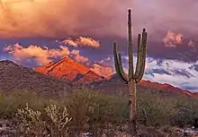McDowell Mountains