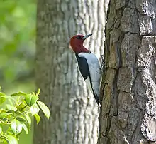 Side view woodpecker with a red head, white belly, and black and white wings.