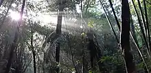 Mixed bamboo and semi-evergreen forest in the sanctuary